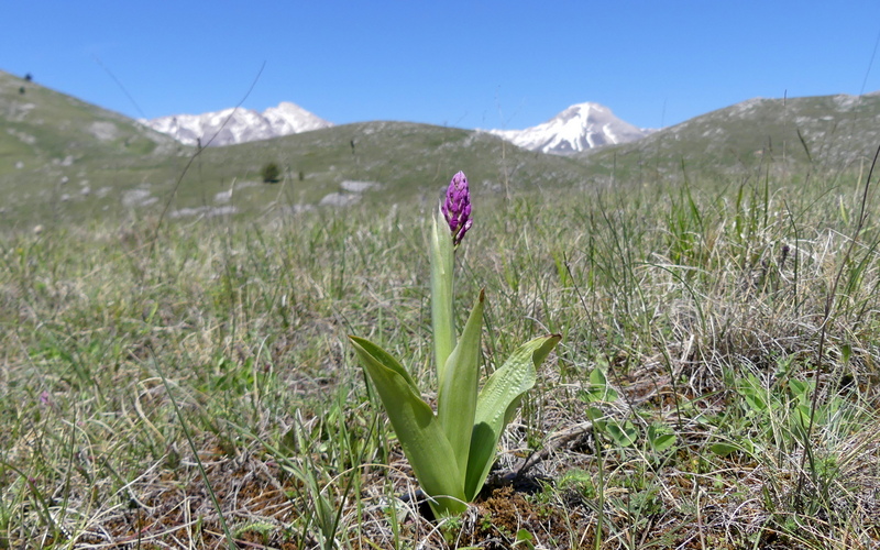 Orchis militaris, Orchis purpurea, Orchis x hybrida  Preappennino aquilano -  2022.